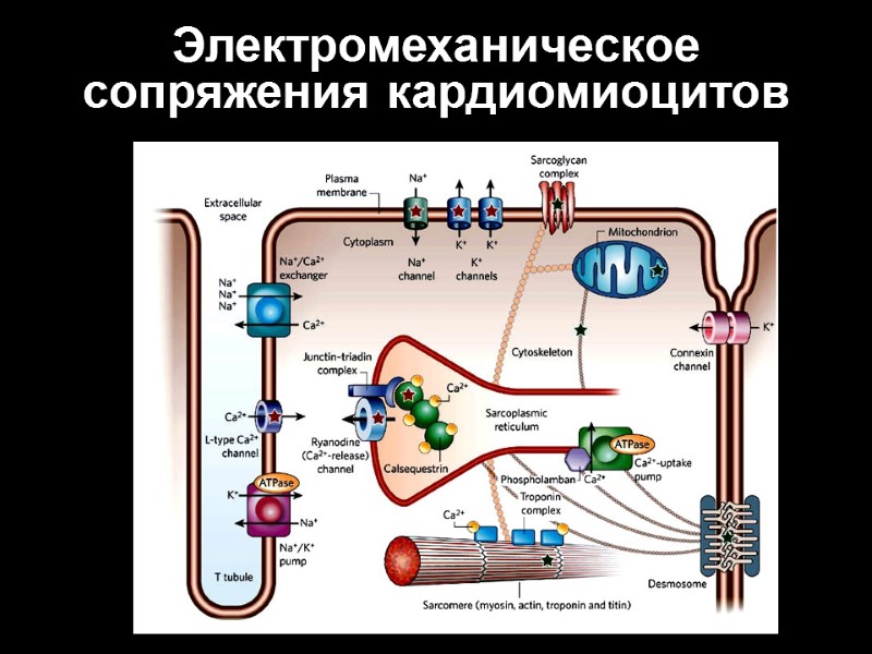 Электромеханическое сопряжения кардиомиоцитов